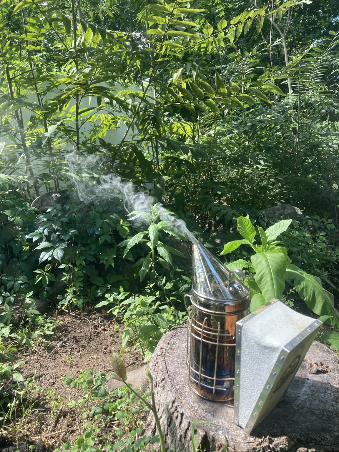 A lit beekeeper smoker resting on a stump among the plants of the Compass and Comb apiary