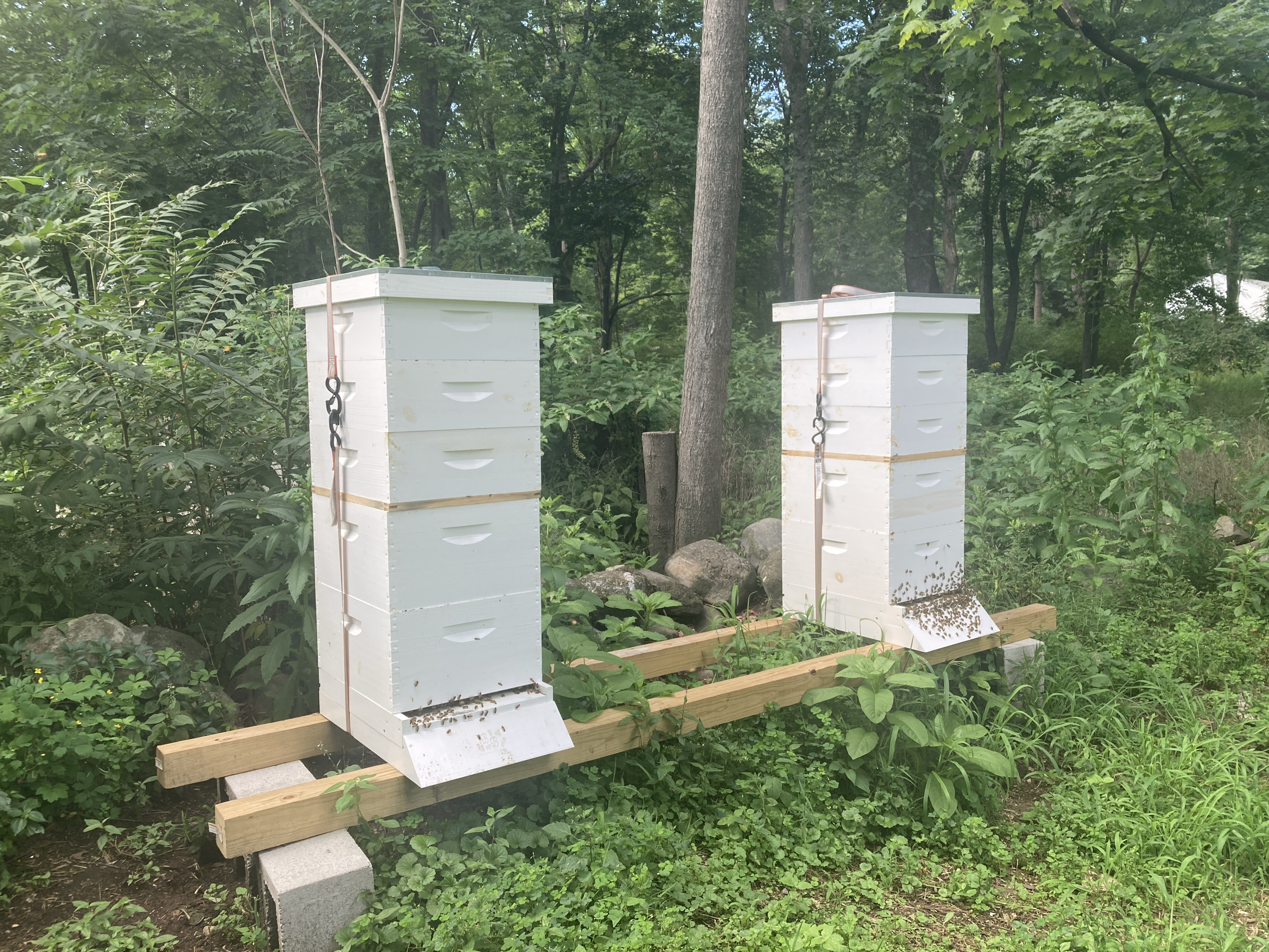 The two Compass and Comb beehives surrounded by woodland in Haverhill, Massachusetts